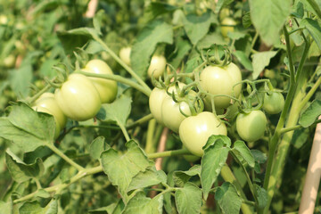 Unripe Green Tomatoes on the Vine in a Lush Garden