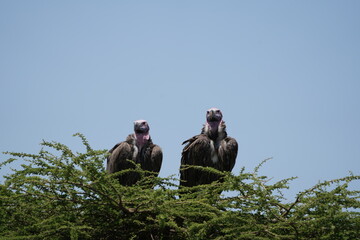 portrait of a pair of lappet-faced vulture or Nubian vulture (Torgos tracheliotos) sitting on the top of a tree in the serengeti national park tanzania