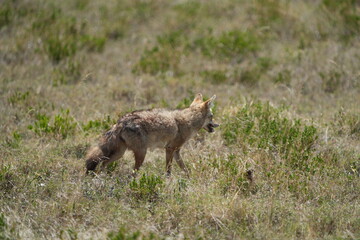 Side Profile of a Jackal Walking Through the Grasslands – Serengeti National Park, Tanzania