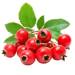 Fresh bunch of winterberries with vibrant red color and green leaves ,isolated on transparent background