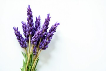 Naklejka premium Small bunch of dried lavender sprigs against white background, foliage, floral, nature