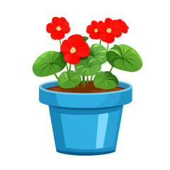 Vibrant red cyclamen flowers in blue pot with lush green leaves ,isolated on transparent background