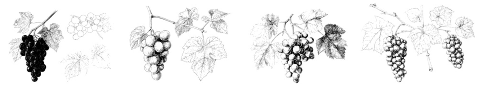 Modern hand drawn illustrations of floral pictures feature wine grapes accompanied by leaves and tendrils in a vineyard engraving, including a grape sketch and vine sketch graphic