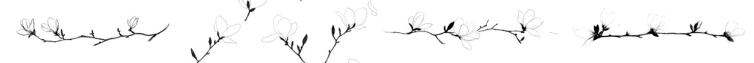 The magnolia flower and tree branch are depicted in a modern image with black lines © Andrei