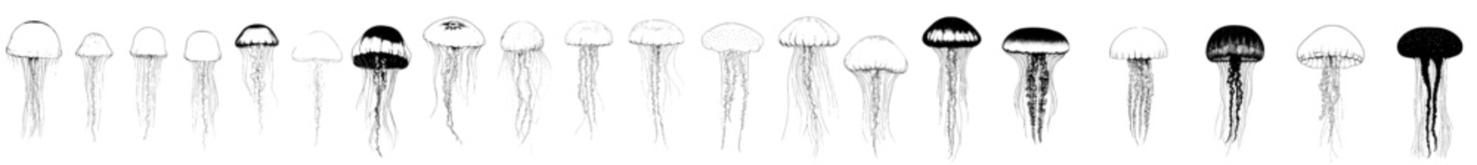 A hand-drawn, modern illustration of jellyfish is available as part of a set, featuring a collection of sea jellyfish with engraved-style design elements