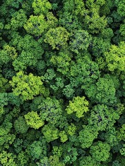 Lush Green Forest Canopy: An Aerial View of Trees, Nature, and Greenery