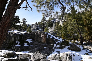 tree in the snow
