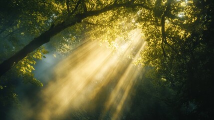 Obraz premium Golden Sunlight Piercing Through the Forest Canopy