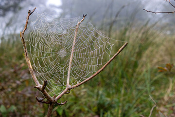 Spider web dream catcher