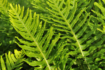 Macro photography of nature, fern leaves with water drops from the night owl