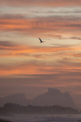Bird fly over the Giant