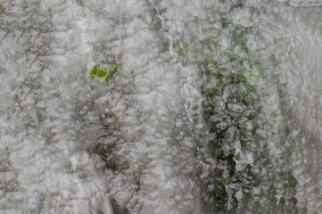 green moss covered with snow