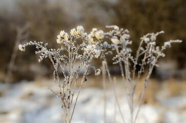 frozen grass in winter