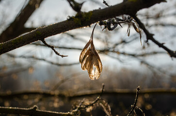 autumn leaves in the snow