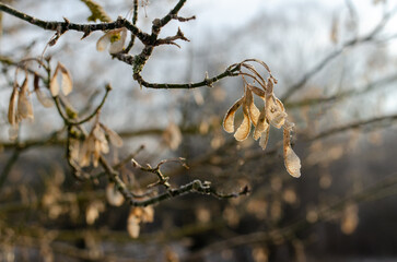tree branch in winter