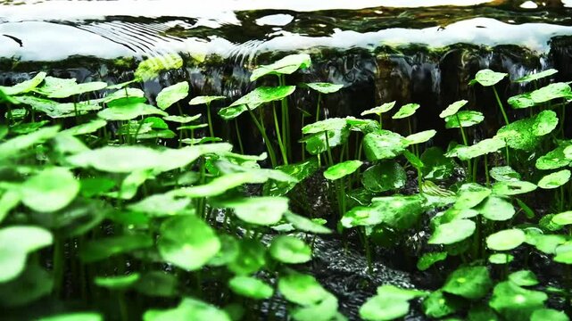 Slow motion hydrocotyle vulgaris and water flowing