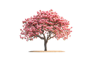 Obraz premium Blooming Pink Magnolia Tree Isolated on Transparent Background PNG.