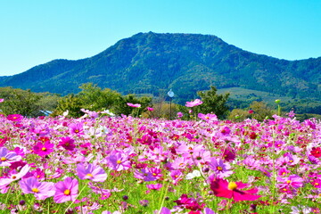 上堰潟公園のコスモス（新潟県）