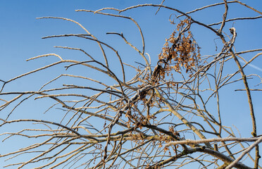 tree branches against blue sky