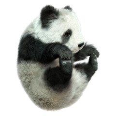 3D Rendering Panda Bear on White © photosvac