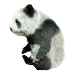 3D Rendering Panda Bear on White © photosvac