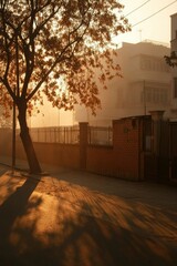 Sunrise street view with trees and light on street. Editorial use for travel
