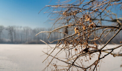 tree branch in winter