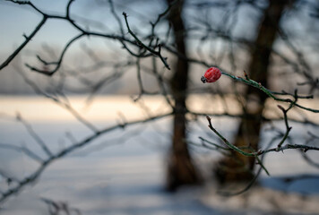 A vibrant red rose hip sits atop a tangle of thorny branches, silhouetted against a soft, muted winter landscape. The blurred background of snow and pale sky creates a serene and almost ethereal atmos