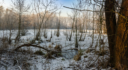 winter forest with snow