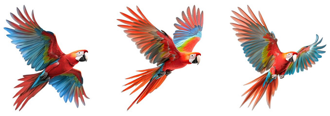 Obraz premium Macaw in flight isolated on transparent background.