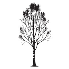 Obraz premium Birch Tree silhouette ideal for product designs, prints, and illustrations - Birch tree illustration - Birch tree vector - Birch silhouette 