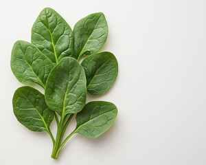 Obraz premium Fresh Spinach Leaves on White Background, Photos of Crisp, Organic Spinach with Natural Textures and Soft Lighting for Healthy Food and Nutrition