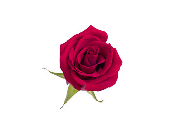 Burgundy rose flower head isolated on white background.