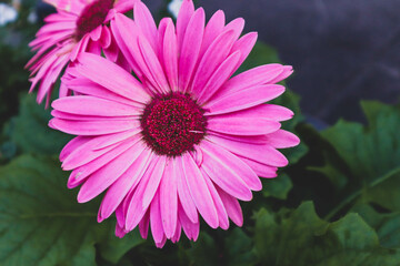Obraz premium Closeup of beautiful pink gerbera flower blooming in the garden