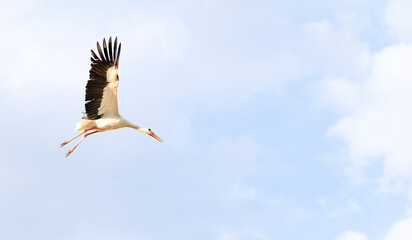 Obraz premium White stork with black-tipped wings in flight in the sky, its long legs trailing behind and beak pointed forward. Ciconia ciconia bird glides against blue sky with scattered white clouds. Copy space.