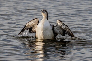 Fototapeta premium Common loon on a calm lake in Florida