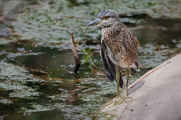 Yellow Crowned Night Heron in Florida