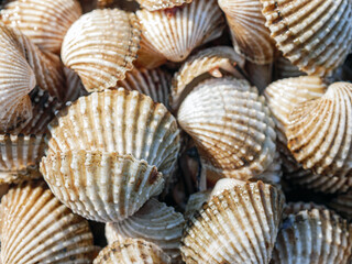 Close up of Cockle shell , abstrac cockling background cockles, fresh food