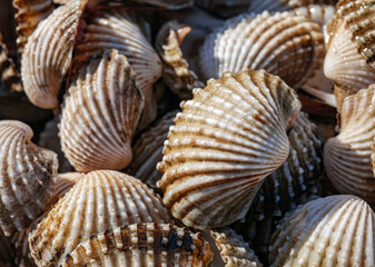 Close up of Cockle shell , abstrac cockling background cockles, fresh food