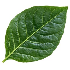 Obraz premium A vibrant green leaf with prominent veins and a textured surface, showcasing the beauty of nature's details and organic forms.