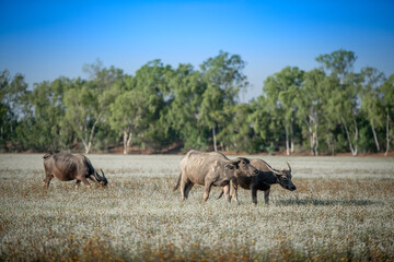 buffalo in Plains blackfoot Flower field at Province Roi Et Thailand.