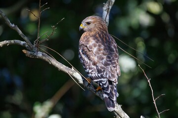Fototapeta premium Red-shouldered hawk in Miramar Beach