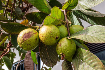 Close up view of Psidium guajava on the tree