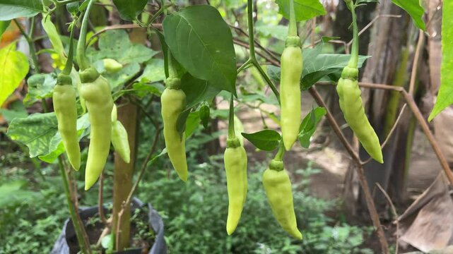cayenne pepper on the tree