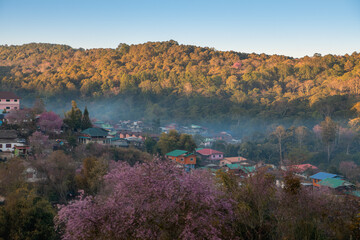View point Ban Rong Kla village with Beautiful Wild Himalayan Cherry. pink blossom Sakura flower or Prunus Cerasoides full bloom in Ban Rong Kla Village  at Phu Lom Lo Mountain Loei and Phitsanulok.