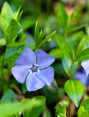 Beautiful blue flower on a green background. Natural background. Close-up. Selective focus.