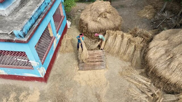 Dhan mara or threshing rice in a village 
