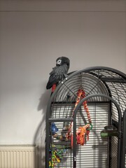 A pet African Grey Parrot standing on their birdcage