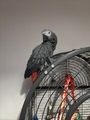 A pet African Grey Parrot standing on their birdcage