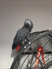 A pet African Grey Parrot standing on their birdcage